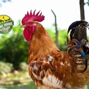 Local Hens