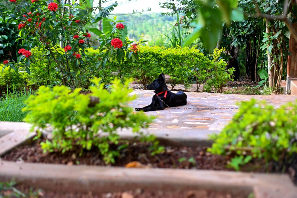 Uganda village experiences