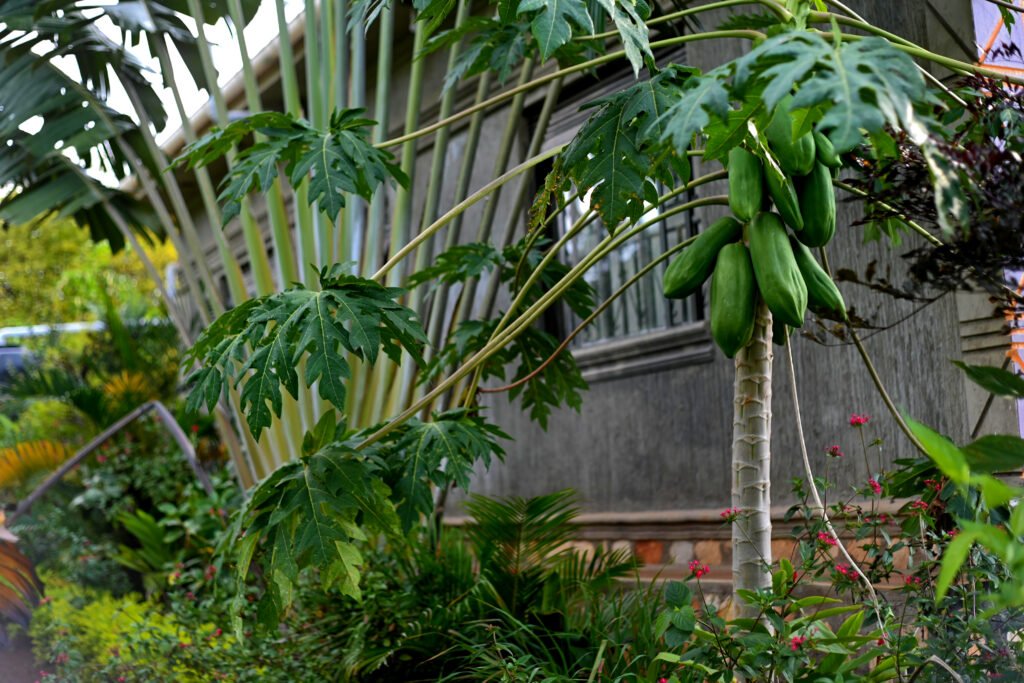 Uganda village experiences